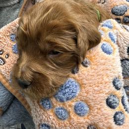 Rocky - Red  male Goldendoodle puppy in Conklin, Michigan from Lake Michigan Couture Cavapoos & Cockapoos