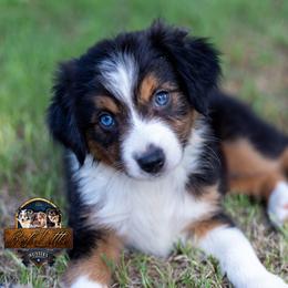 Majesty - Black tri female Miniature American Shepherd puppy in Granbury, Texas from Best Little Aussies