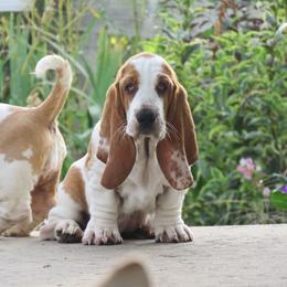 Basset Hound and Pembroke Welsh Corgi Puppies from Northstar Corgis and Basset Hounds
