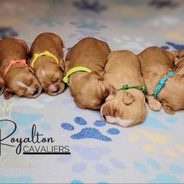 Cavalier King Charles Spaniel Puppies from Royalton Cavaliers