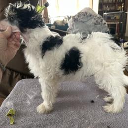 Jade - Black and white male Chinese Crested puppy in New Windsor, Maryland from Ambush Kennel