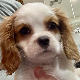Honey - Blenheim female Cavalier King Charles Spaniel puppy in Santa Rosa, California from George's Cavalier King Charles Spaniels