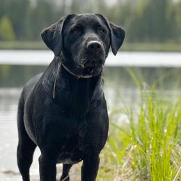 Maggie - Labrador Retriever