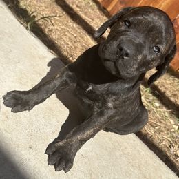 Banana Tree - Black brindle male Cane Corso puppy in Elk Grove, California from DiamondBabyCorso