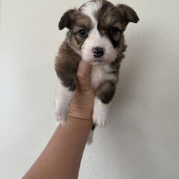 Onix - White and red male Pembroke Welsh Corgi puppy in Red Bluff, California from Wilder Ranch Corgis