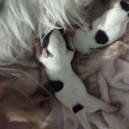 Precious litter - Chocolate, tan and white female Yorkshire Terrier puppy in Virginia Beach, Virginia from Mary's Precious Yorkies