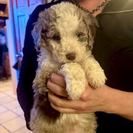 Chocolate Chip - Red merle male Australian Shepherd puppy in Columbia Falls, Montana from Firefly Horse Co Wellness Retreat Center