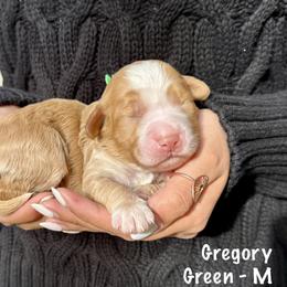 Gregory - Caramel red male Australian Labradoodle puppy in Morgan Hill, California from Loving Labradoodles