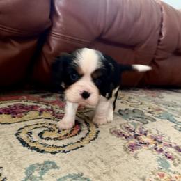 Mr. Black - Tri-color male Cavalier King Charles Spaniel puppy in Rocky Ford, Colorado from Scofield Cavaliers