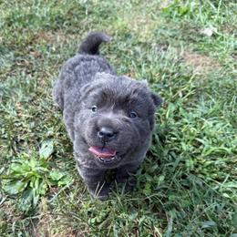 Aspen - Blue dilute male Chinese Shar-Pei puppy in Auburn, Kansas from Justin's Chinese Shar-Pei