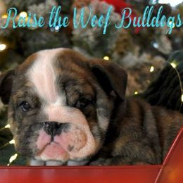 Jim - Brindle male Bulldog puppy in Caledonia, New York from Raise The Woof Bulldogs
