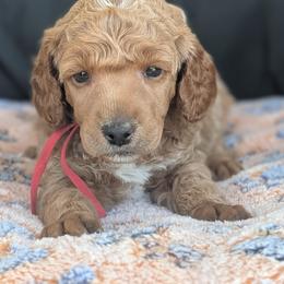 Red Boy - Apricot male Poodle puppy in Hillsboro, Illinois from Sarah's Poodles