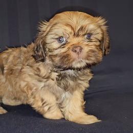 Obi wan Paw-nobi - Liver male Cavatzu puppy in West Valley City, Utah from Pulley Puppies