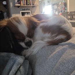 Millie - Cavalier King Charles Spaniel