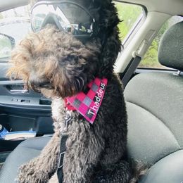 Goldendoodle and Poodle All Grown Up from Colorful Creations Doodles and Poodles