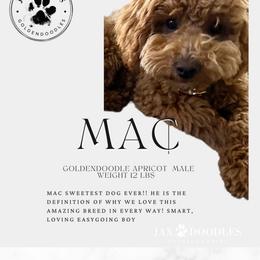 Mac - Goldendoodle