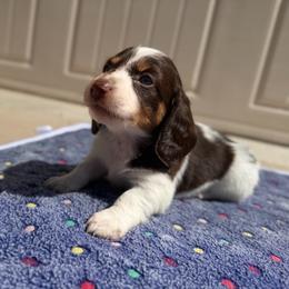 Chocolate And Tan Piebald Male - Piebald male Dachshund puppy in Horizon City, Texas from Micah's Minis