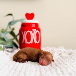 Clay - Petite - Red  male Goldendoodle puppy in Elizabethtown, Kentucky from Reddy Poodles & Doodles