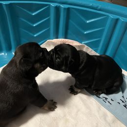 French Bulldog Puppies from Stratton Kennel