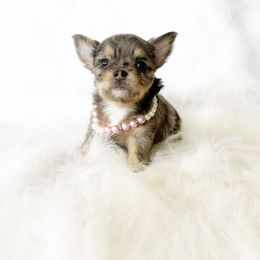 Cookie - Merle female Chihuahua puppy in Sacramento, California from Honey Bee Chihuahua’s