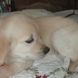 Brown collar - Light golden male Golden Retriever puppy in Dallas, Texas from Denali Kennels