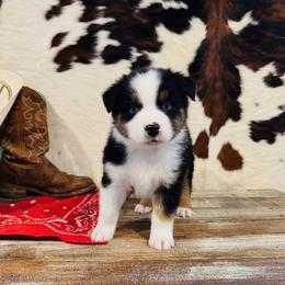 FINNICK - Black tri-color male Australian Shepherd puppy in Durand, Wisconsin from Larson’s Legacy Aussome Aussie Kennels