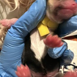 Maltese, Morkie, Poodle, and Yorkshire Terrier Puppies from YorkiesPawsLife