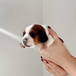 Dachshund Puppies from Magnolia Dachshunds