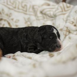 Oak - Tri-color male Bernedoodle puppy in Delta, Pennsylvania from KEE Bernedoodles