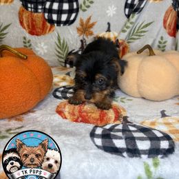 Traditional Girl - Black and gold female Yorkshire Terrier puppy in Rochester, New York from TK PUPS