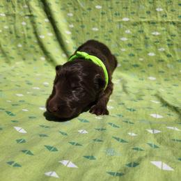 Lilandra - Liver female German Shepherd puppy in Los Lunas, New Mexico from Mali's German Shepherds LLC