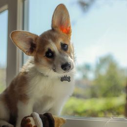Pembroke Welsh Corgi Puppies from California Corgi Butts