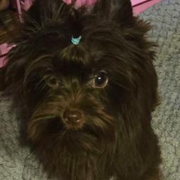 Barbie - Liver female Yorkshire Terrier puppy in Gaylesville, Alabama from Sweet Alabama Yorkies