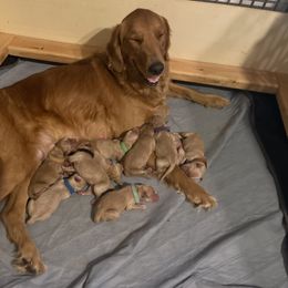 Golden Retriever Puppies from Golden Gems
