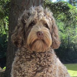 Ghira - Australian Labradoodle