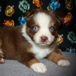 Mint - Red tri-color female Australian Shepherd puppy in El Dorado Springs, Missouri from HP Aussie Kennels