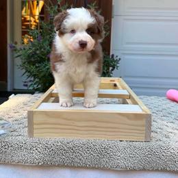 RTM - Red tri-color male Australian Shepherd puppy in Lakeside, Montana from Saddle Peak Aussies