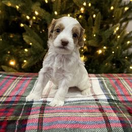 Lord - Caramel male Australian Labradoodle puppy in Calhoun, Louisiana from Arrowhead Australian Labradoodles