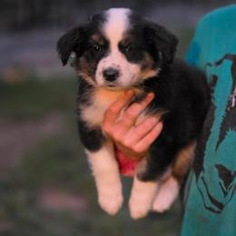 Girl 5 - Black tri-color female Australian Shepherd puppy in Keyser, West Virginia from Heartfelt Hollow Farm