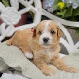 Dream - Apricot female Cavapoo puppy in Arlington, Texas from Van Haselen Poodles and Doodles