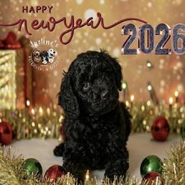Woodstock - Black male Goldendoodle puppy in Sterling, Connecticut from Justine’s Retrievers and Doodles