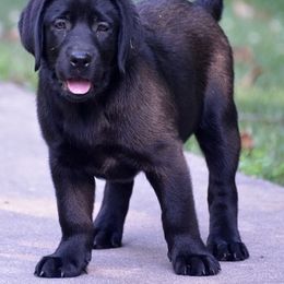 Labrador Retriever Puppies from Big Sky Labradors