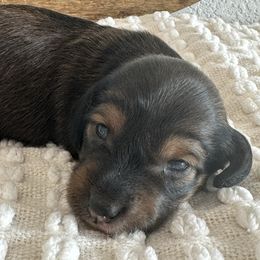 Shaded Red 2 - Red male Dachshund puppy in Fort Worth, Texas from Honey B’s Doxies