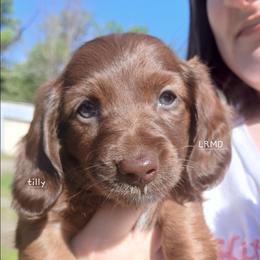 Tilly - Red female Dachshund puppy in West Alexandria, Ohio from Low Ryder Mini Dachshunds