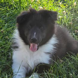Stella - Black and white female Shetland Sheepdog puppy in Luray, Missouri from Krayola Shelties