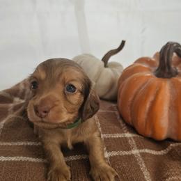 Grover - Chocolate and tan male Dachshund puppy in Loganville, Georgia from Royal Dackel Haus
