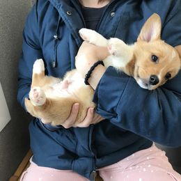 Pembroke Welsh Corgi Puppies from Amya Paige