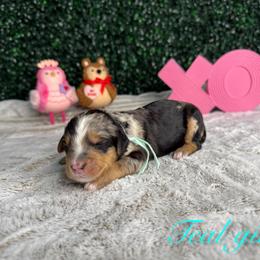 Teal girl - Blue merle female Bernedoodle puppy in Modesto, California from Two Doods Doodles