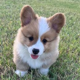 Kolt - White and red male Pembroke Welsh Corgi puppy in Cashion, Oklahoma from Shabby Chic Corgis