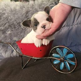 French Bulldog Puppies from Honey Hole Frenchies